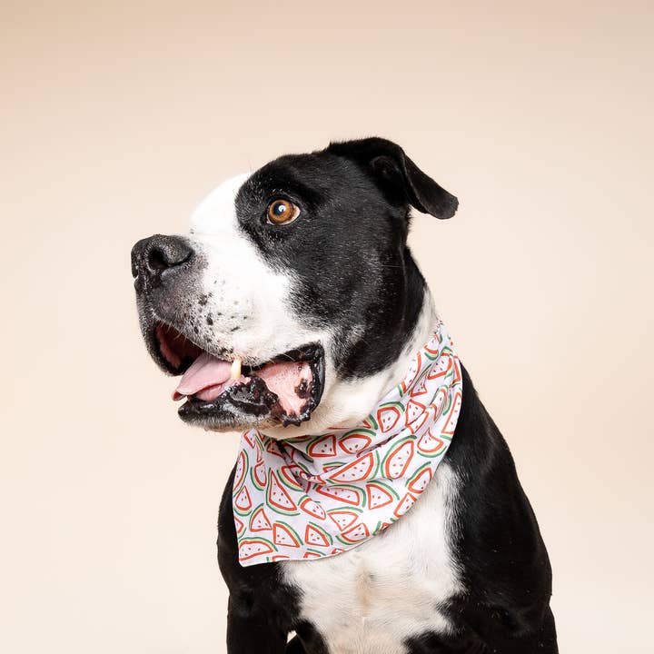 The Paws - Wholesale Pet Bandana - Dog - Picnic Watermelon Dog Bandana