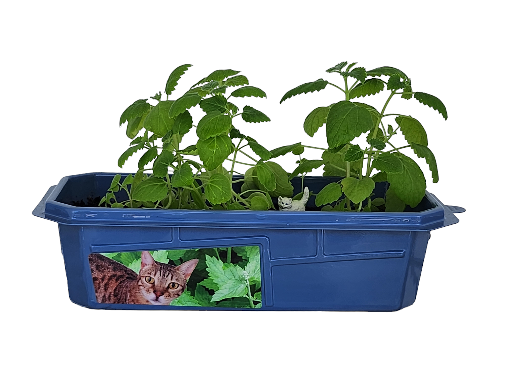 Silver Circle Products - Wholesale DIY Craft Kit - Crazy Cat Plant Mini World Terrarium 2