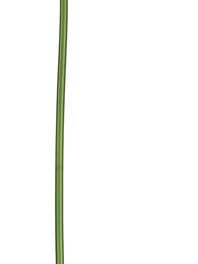 Anthurium 32" Red/green for wholesale by Select Artificials, Inc.