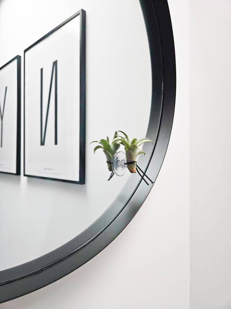 Juffrouw Pannenkoek deco /JP deco - Wholesale Live Plant - Plant Friends – set of 9 air plants with suction cup5