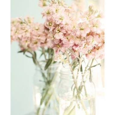 Florasource - Wholesale Fresh Cut Flowers - Stock Maison2