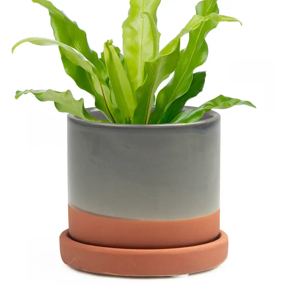 Chive - Wholesale Plant Pot - Minute Handmade Ceramic Planter Indoors Pot With Saucer24