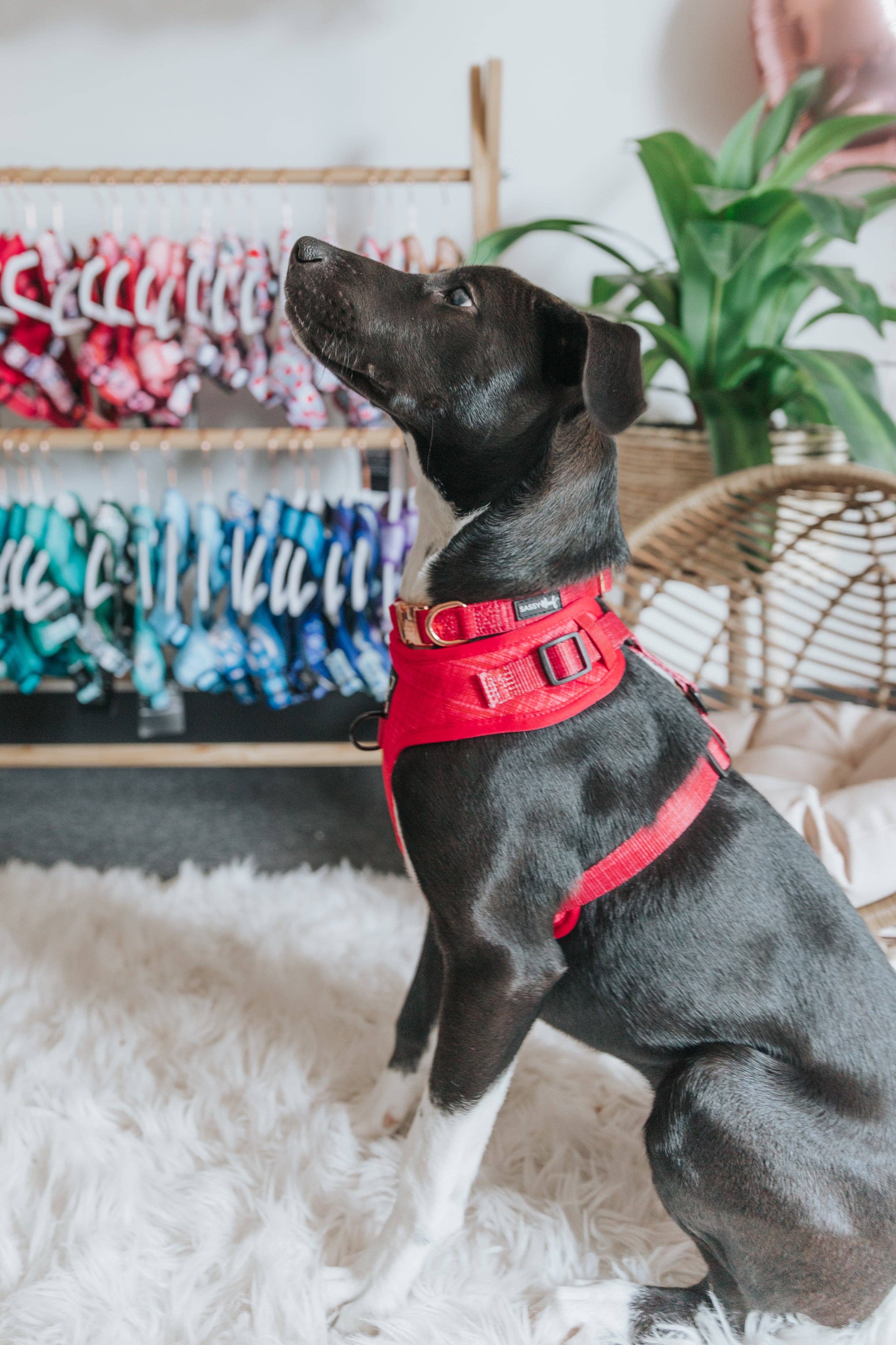 SASSY WOOF - Wholesale Pet Collar - Dog - Dog Collar - Merlot7