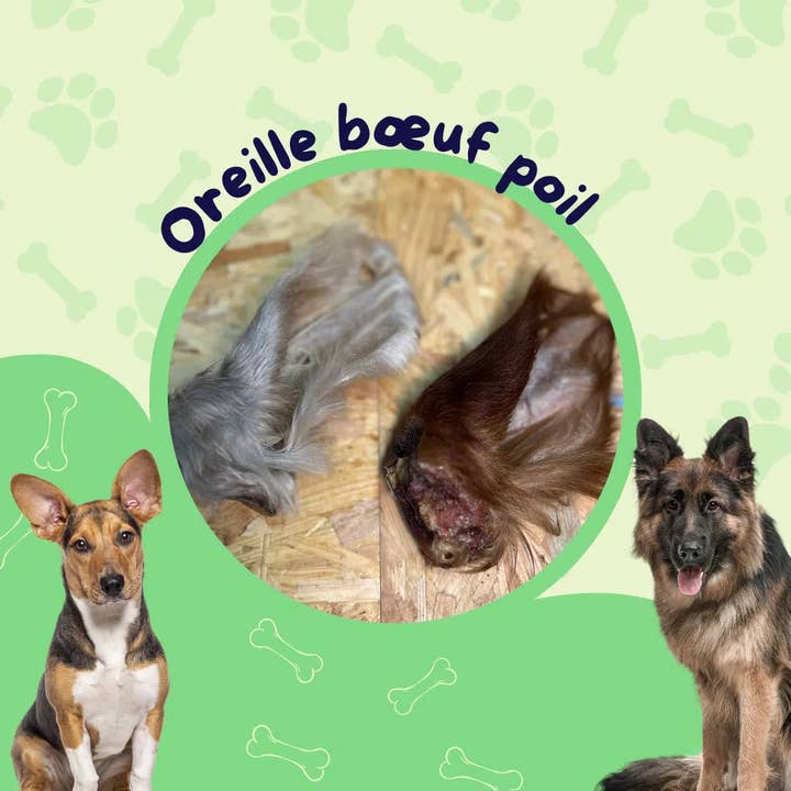 Beef ears with hair / Dog treat for wholesale by JF animalerie