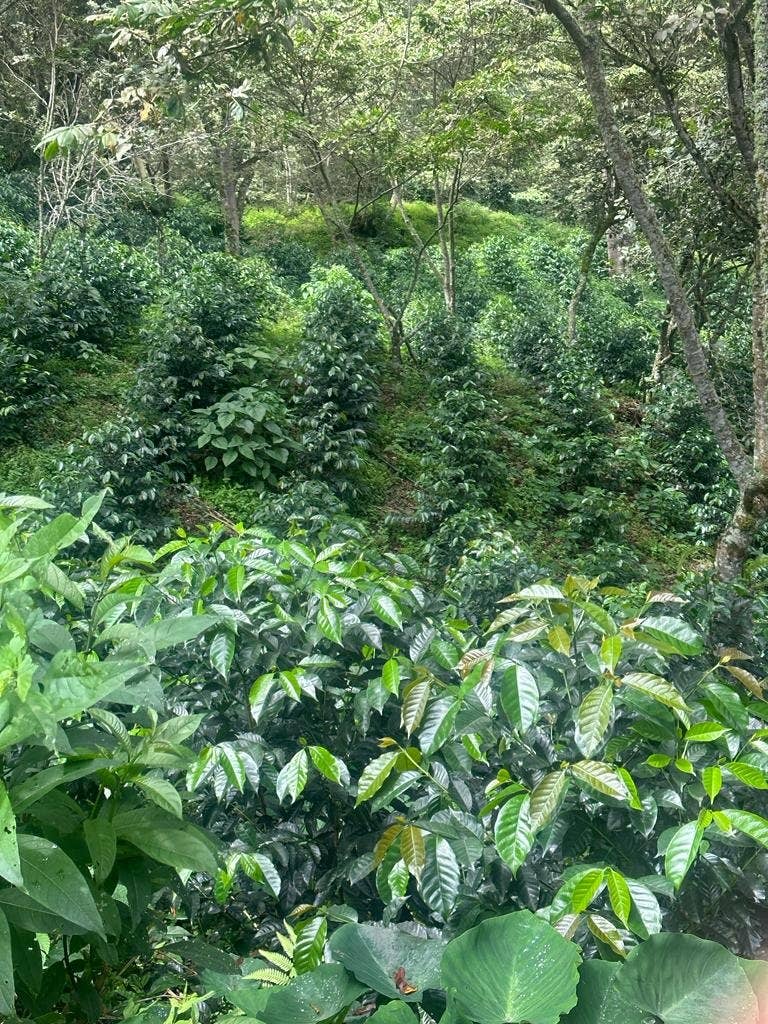 Whiptail Coffee - Wholesale Coffee Beans - Peru Alto Maravilla - Eloy Huillca Robles -SQ10344880