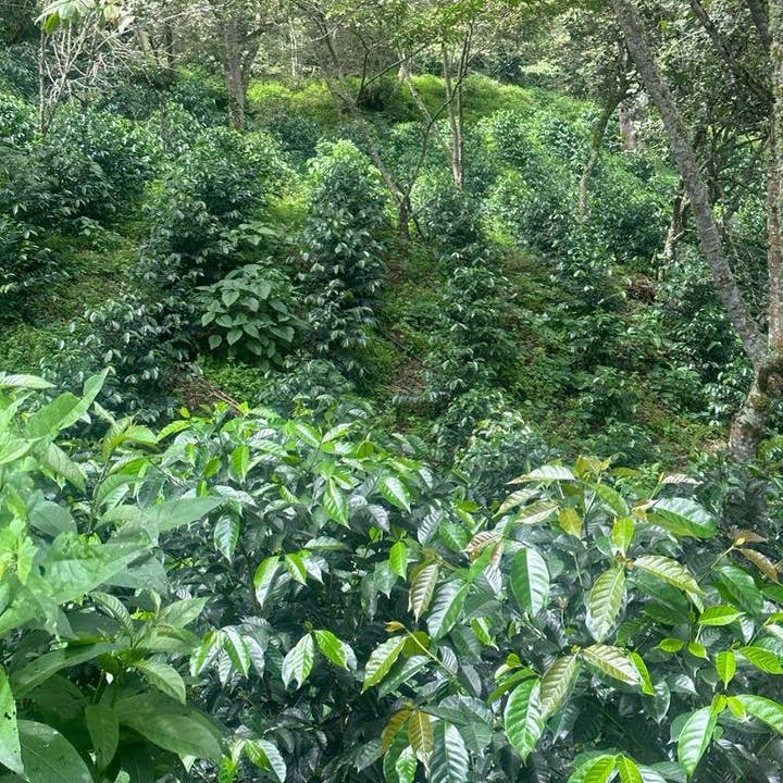 Whiptail Coffee - Wholesale Coffee Beans - Peru Alto Maravilla - Eloy Huillca Robles -SQ1034488