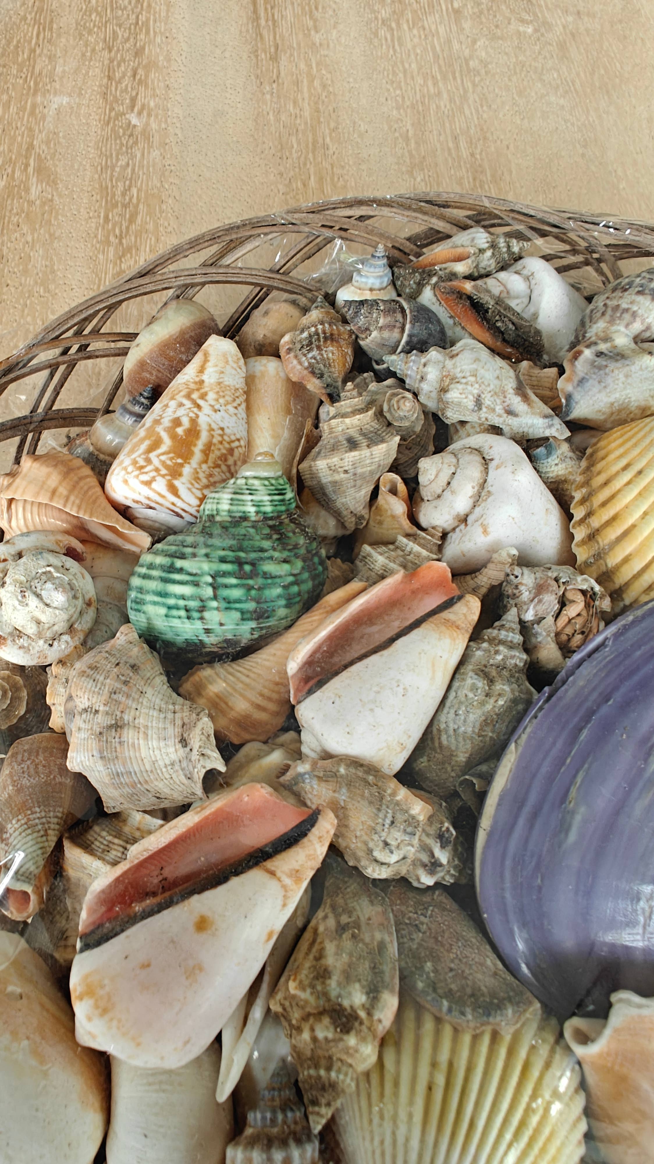 Product Import Holland - Wholesale Decorative Tabletop Object - Piring Large - Shells - beach - decoration - coast2