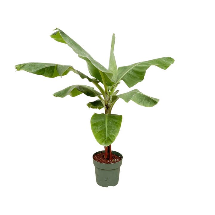 Oasis of Life - Wholesale Live Plant - Banana plant – Musa – approx. 160 cm high – Ø30 cm – tropical houseplant – large green leaves – decorative & easy to care for
