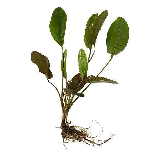 Wetplants - Wholesale Live Plant - Atlandsberg Sword Plant - Potted
