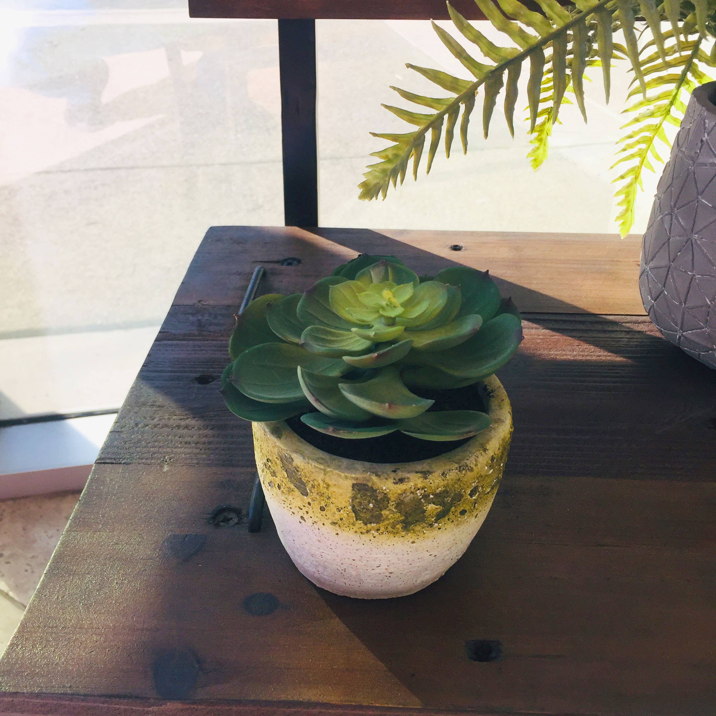 Galt International Company - Wholesale Vetplant - Faux Succulent in geel getinte cementpot2