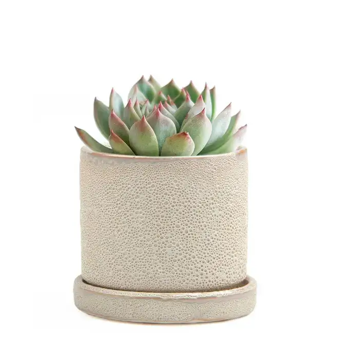 Chive UK - Wholesale Plant Pot - Minute - Glazed Modern Ceramic Pot with Saucer29