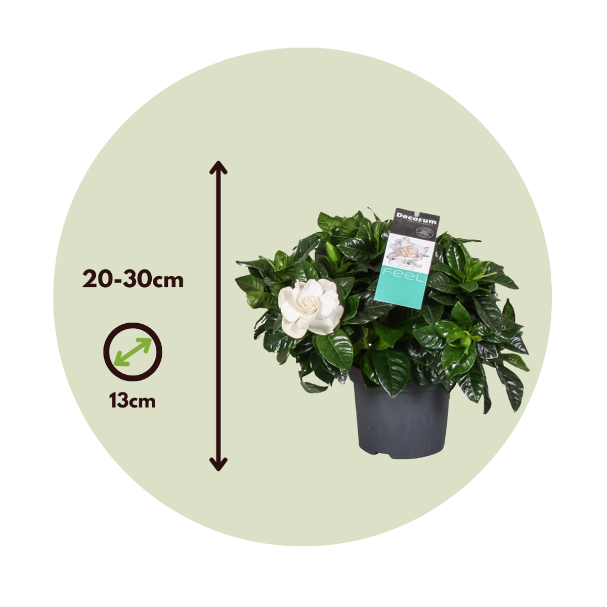 Oasis of Life – Planta viva por atacado – Gardénias – 4 plantas – Gardenia jasminoides – Altura 20–30cm – Ø13cm – Plantas de interior e de terraço perfumadas com flores brancas – Plantas nobres e perenes para casa, varanda e jardim3