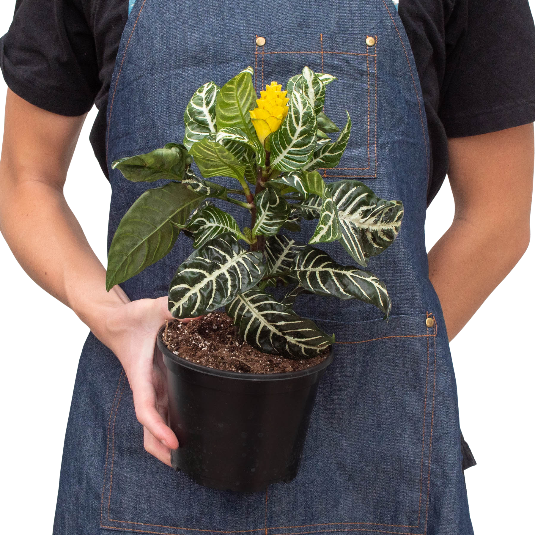 House Plant Wholesale - Wholesale Live Plant - Zebra 'Aphelandra'3