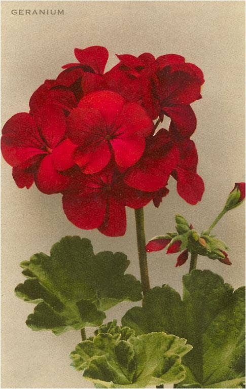 Found Image Press - Venta al por mayor Tarjeta postal - Postal FC-97 Geranio0