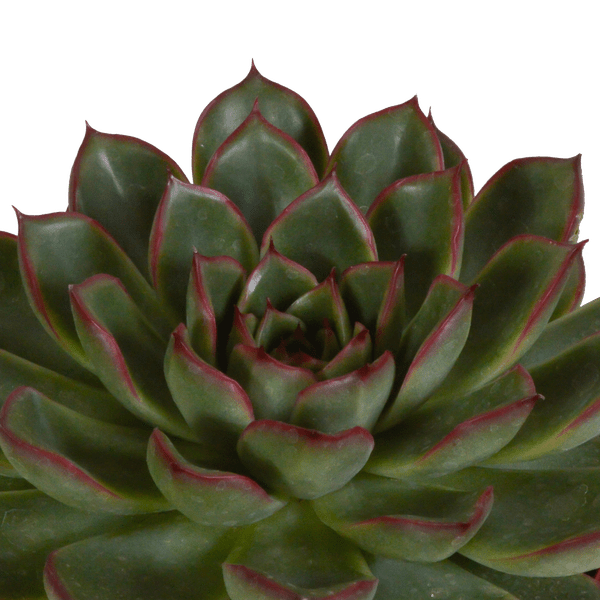Oasis of Life - Wholesale Vetplant - Steenroos Echeveria Mix – 3 Planten Ø10,5cm – Kleurrijke Vetplanten-Kamerplanten – Onderhoudsvriendelijk & decoratief – Direct van de kweker4