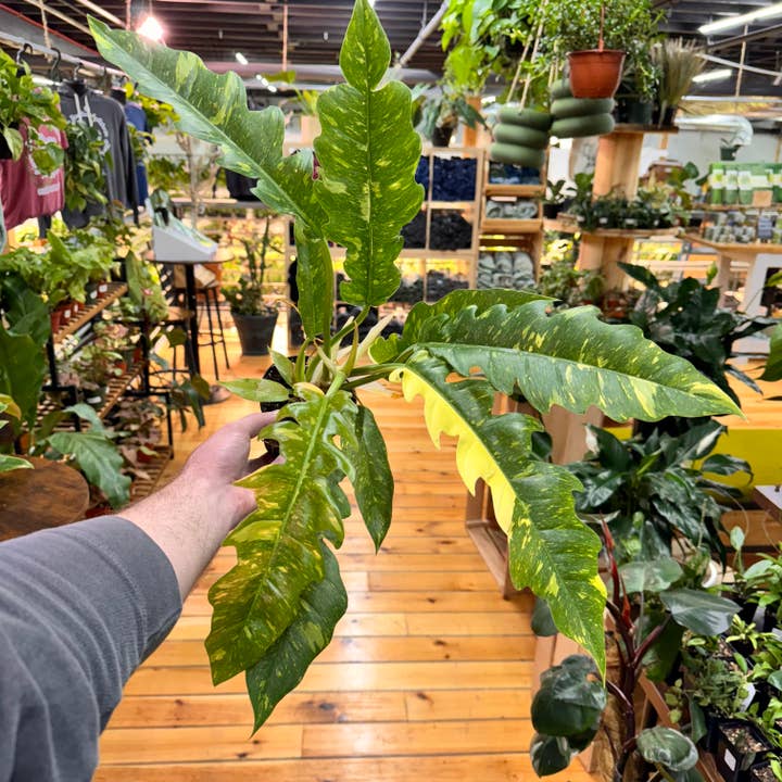 Plant Daddies of Atlanta LLC - Wholesale Live Plant - Philodendron Ring of Fire