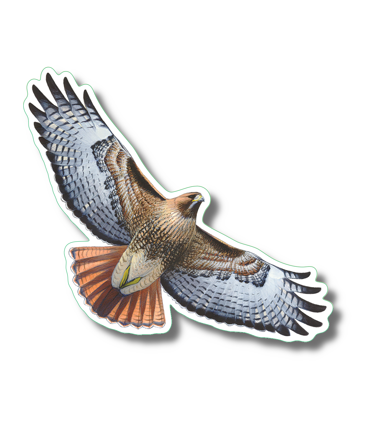 Earth Sky + Water - Wholesale Sticker - Red-tailed Hawk Nature Sticker, 3.5" wide1
