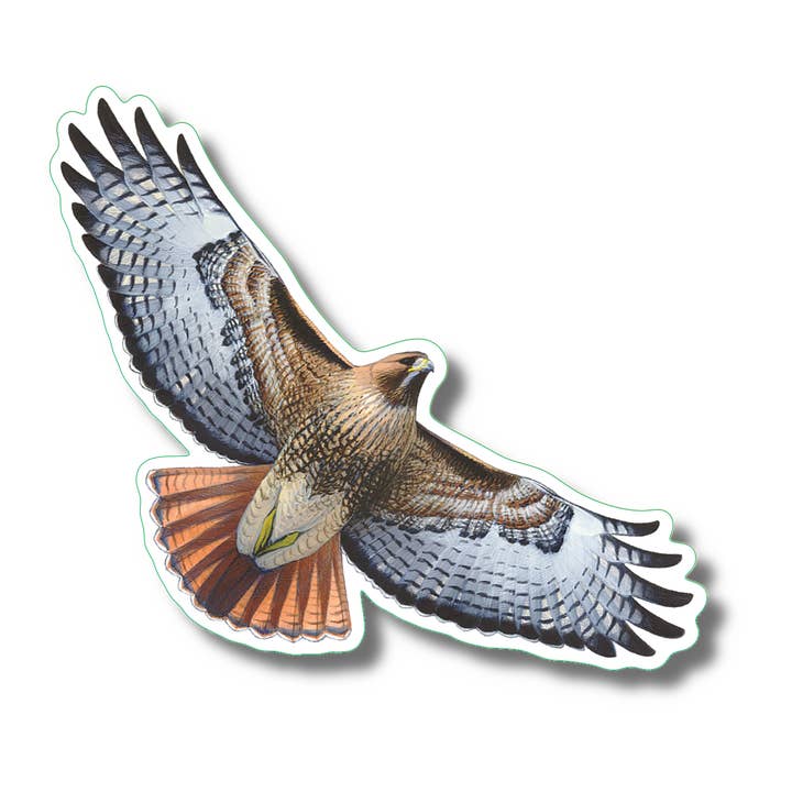 Earth Sky + Water - Wholesale Sticker - Red-tailed Hawk Nature Sticker, 3.5" wide1