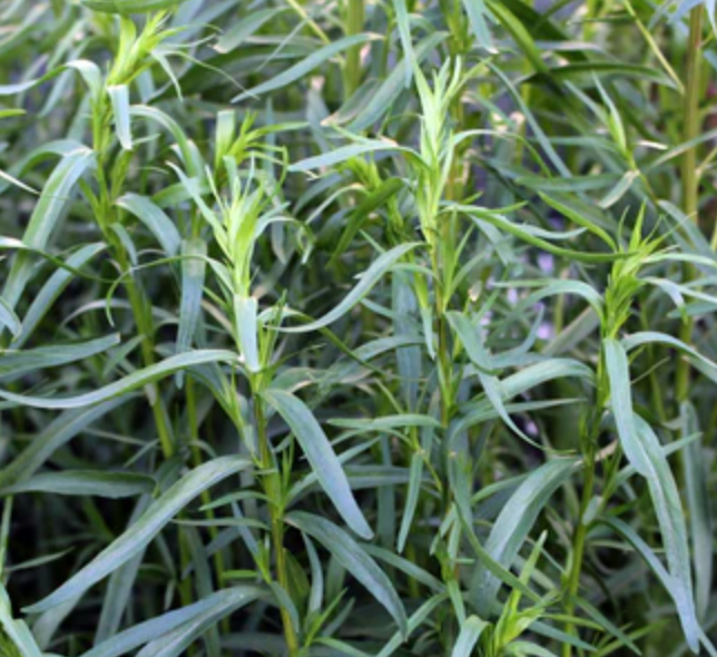 Little Veggie Patch Co - Wholesale Plant seeds - Tarragon 'Russian' Heirloom Seeds1