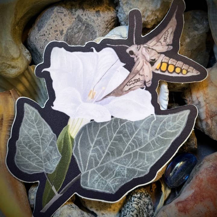 Sacred Datura and Hummingbird Moth Vinyl Sticker for wholesale by LA Is Not A Desert
