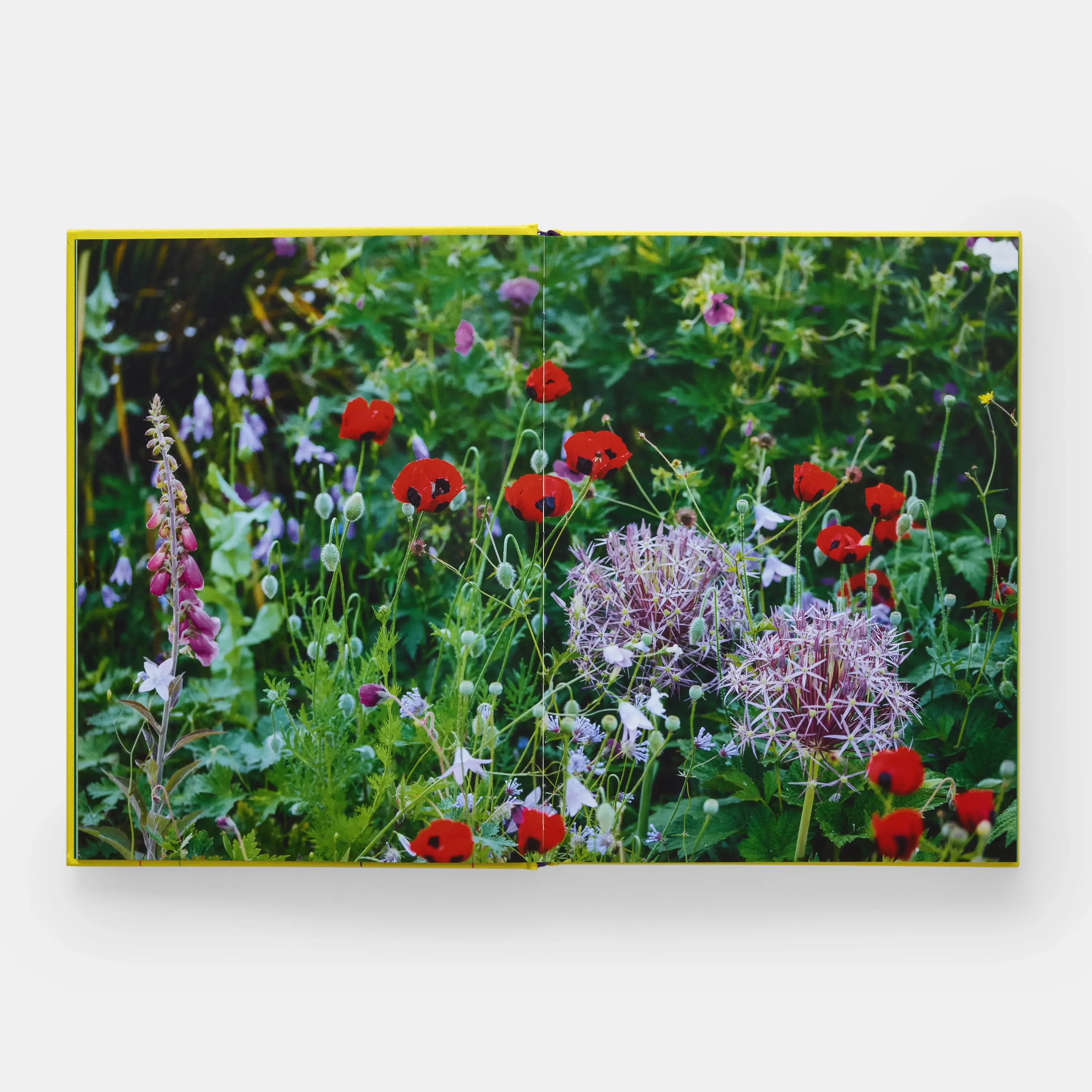 Phaidon Press – wholesale Home and garden – A Year in Bloom: Flowering Bulbs for Gardeners1