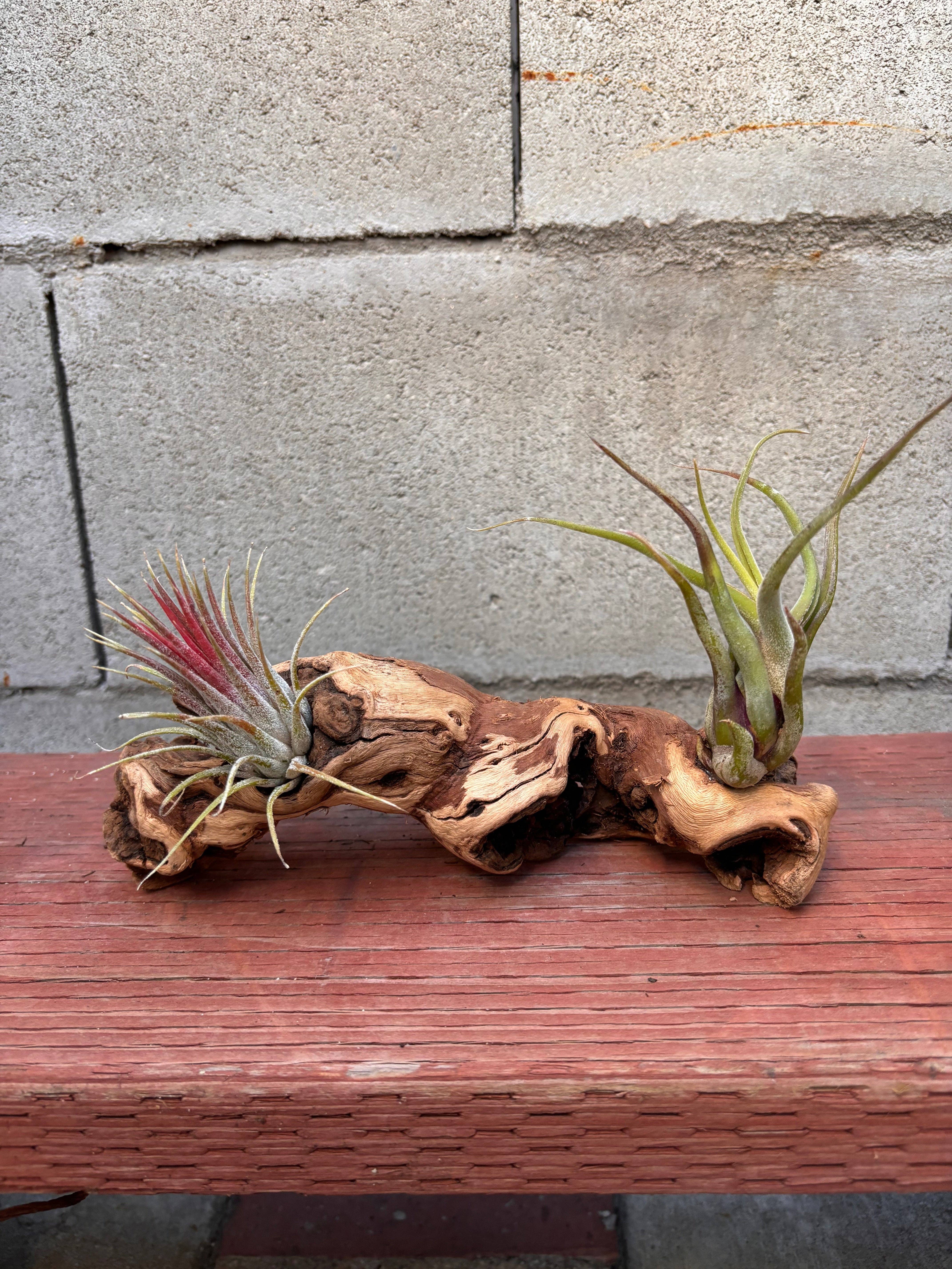 Airplant Direct - Vente Plante - Tillandsia montée sur bois de vigne assis1