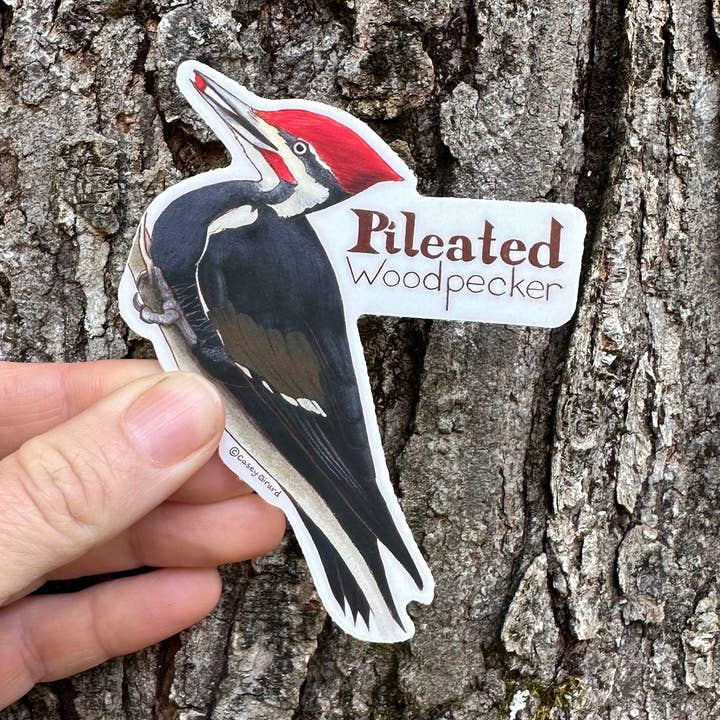 Pileated Woodpecker Sticker - Vinyl Sticker for wholesale by River Thrush Studio