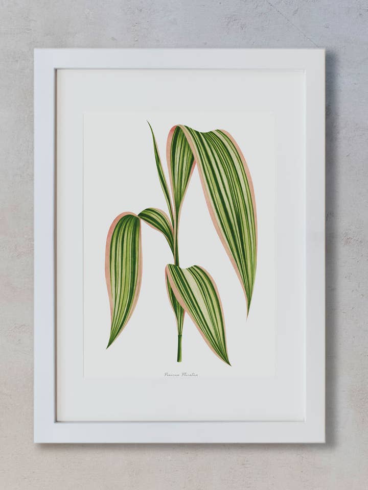 Watercolor Print - Panicum for wholesale by Save the date projects