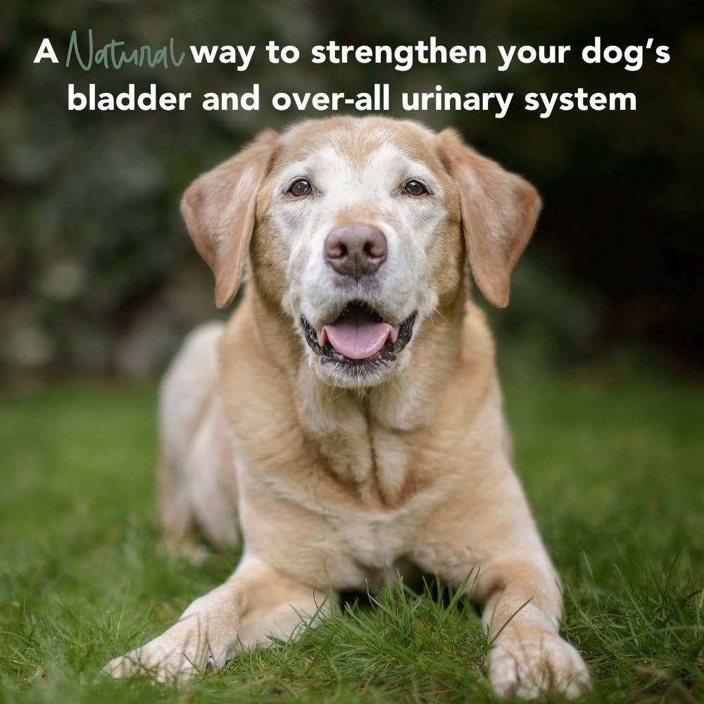 iHeartDogs.com - Vente Compléments alimentaires – chien - Soutien renforcé pour urines, vessie et reins chez les chiens – Canneberge, D-mannose et échinacée contre les infections urinaires fréquentes – 90 comprimés à mâcher - Faire8