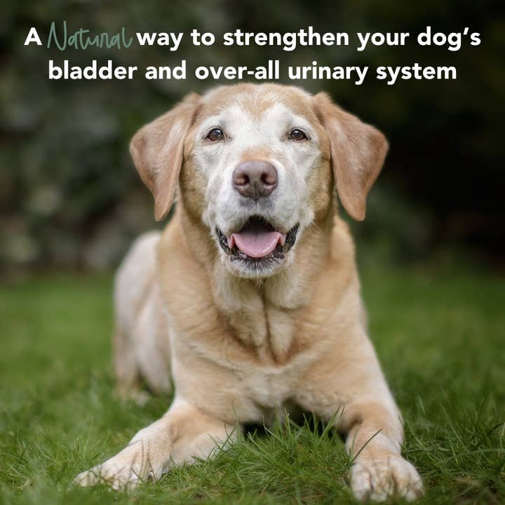 iHeartDogs.com - Vente Compléments alimentaires – chien - Soutien renforcé pour urines, vessie et reins chez les chiens – Canneberge, D-mannose et échinacée contre les infections urinaires fréquentes – 90 comprimés à mâcher - Faire8
