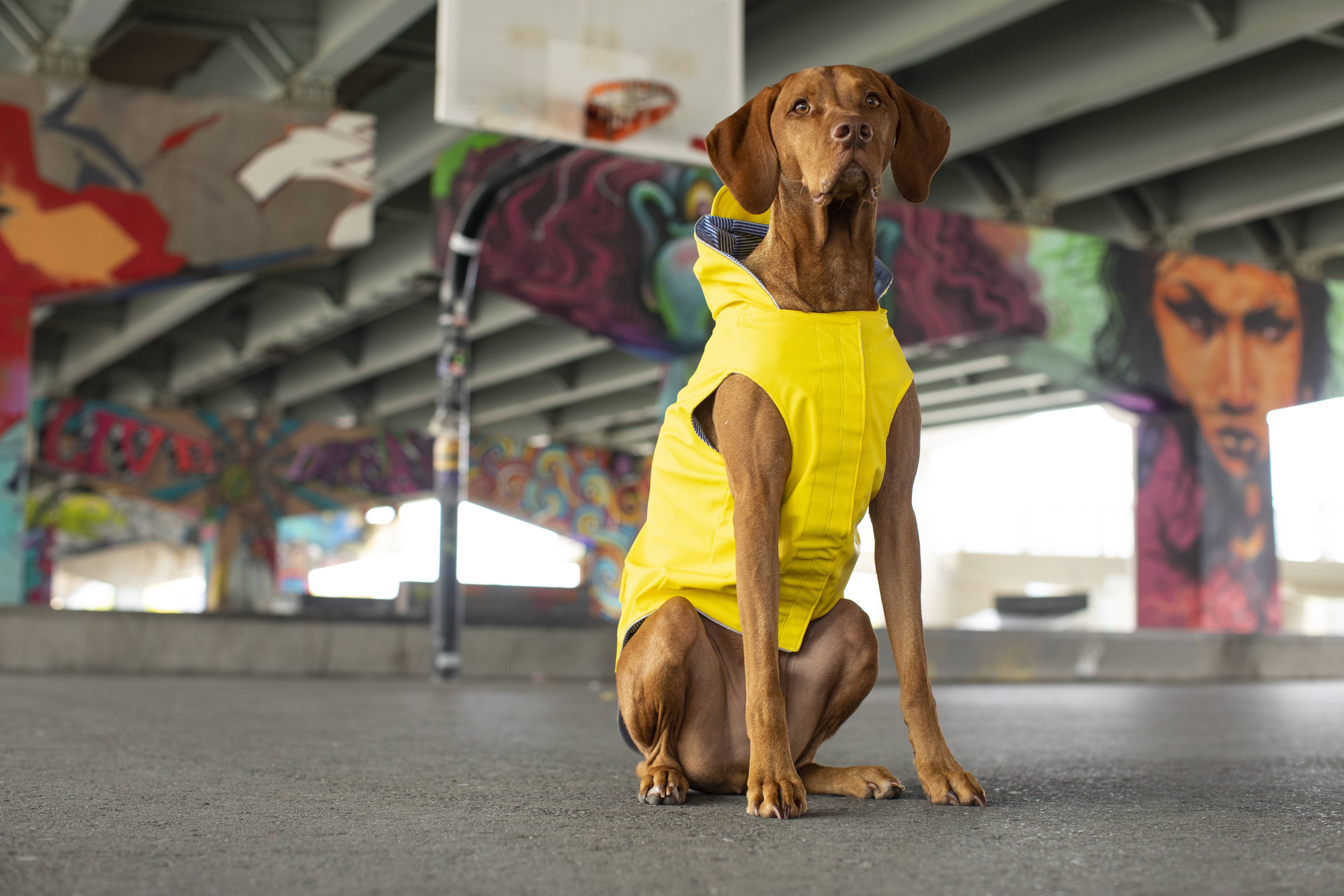 Yellow Torrential Tracker Dog Raincoat (Yellow) for wholesale on Faire3