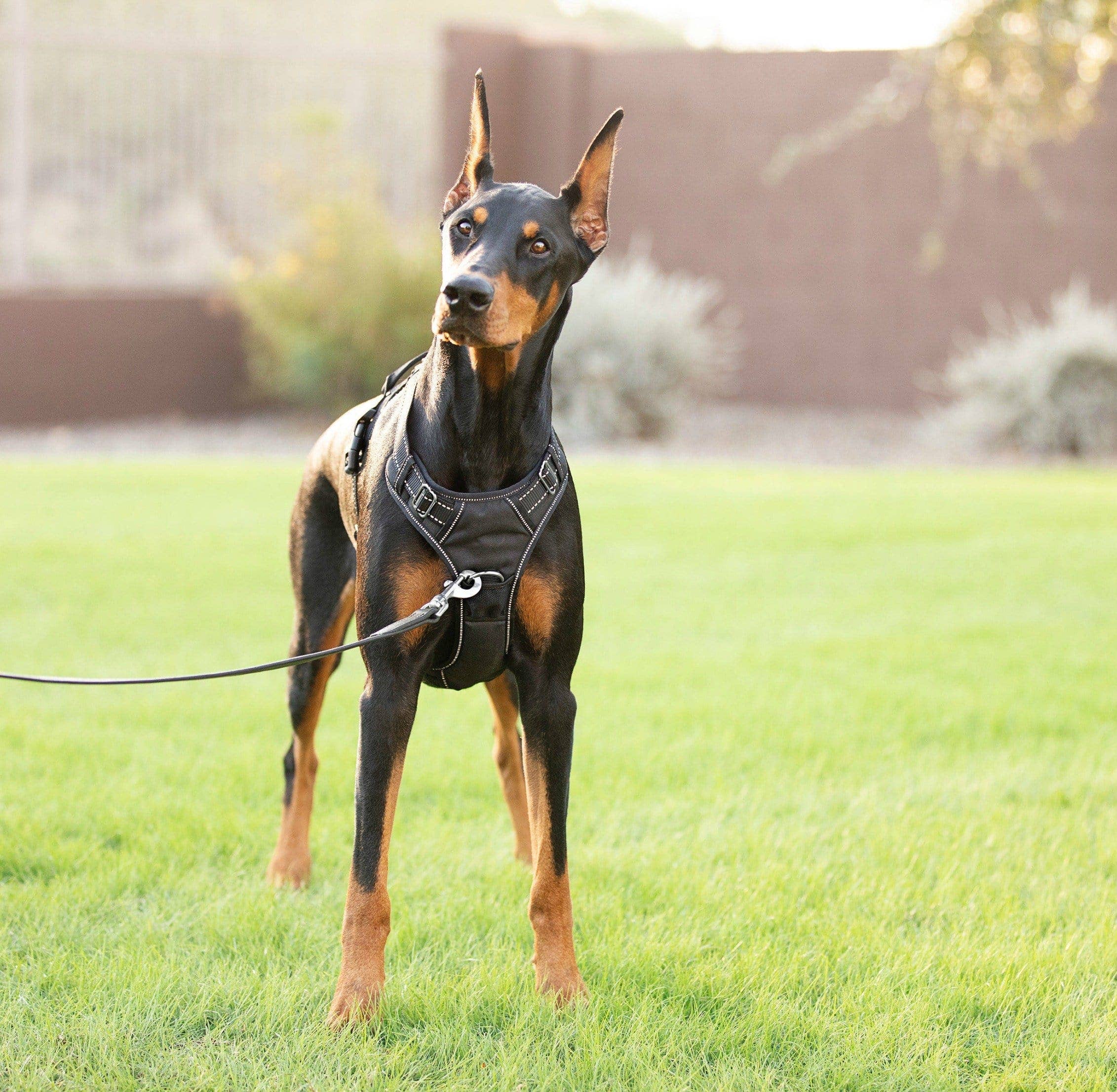 4Knines – Großhandel Haustierdecke – Hund – Hundegeschirr8