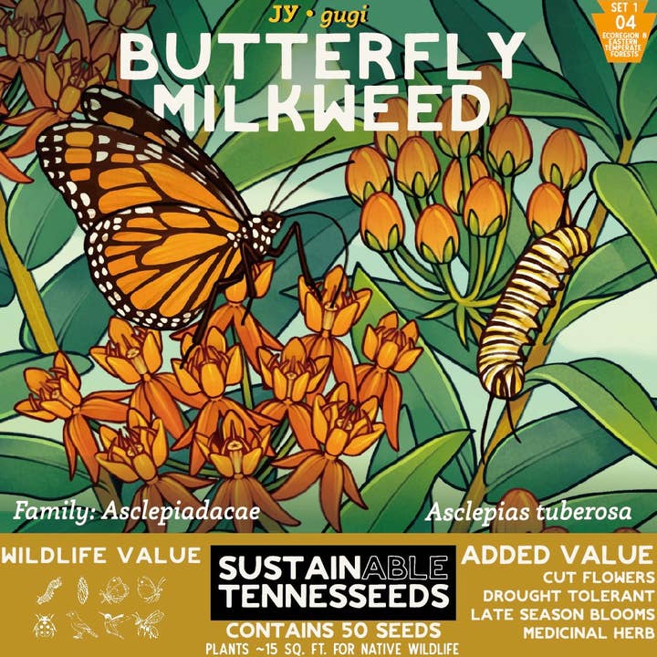 Butterfly Milkweed for wholesale by Plant for a Change