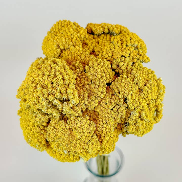 Lovejoy Farms Premium Dried Flowers – Flores secas/prensadas por atacado – Mil-Folhas Amarelo (Achillea Dourado) – Naturalmente Seco (20 Hastes)0