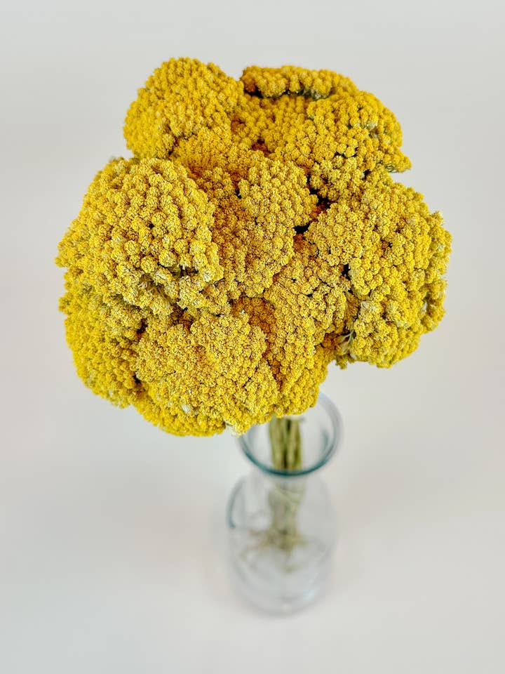 Yellow Yarrow (Golden Achillea) – Naturally Dried (20 Stems) for wholesale by Lovejoy Farms Premium Dried Flowers