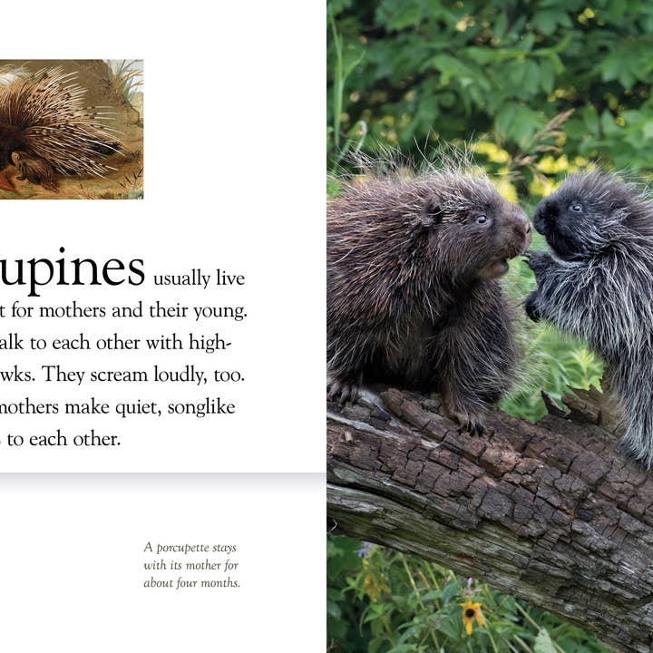 The Creative Company - Wholesale Early Reader Book (6-8) - Porcupines3
