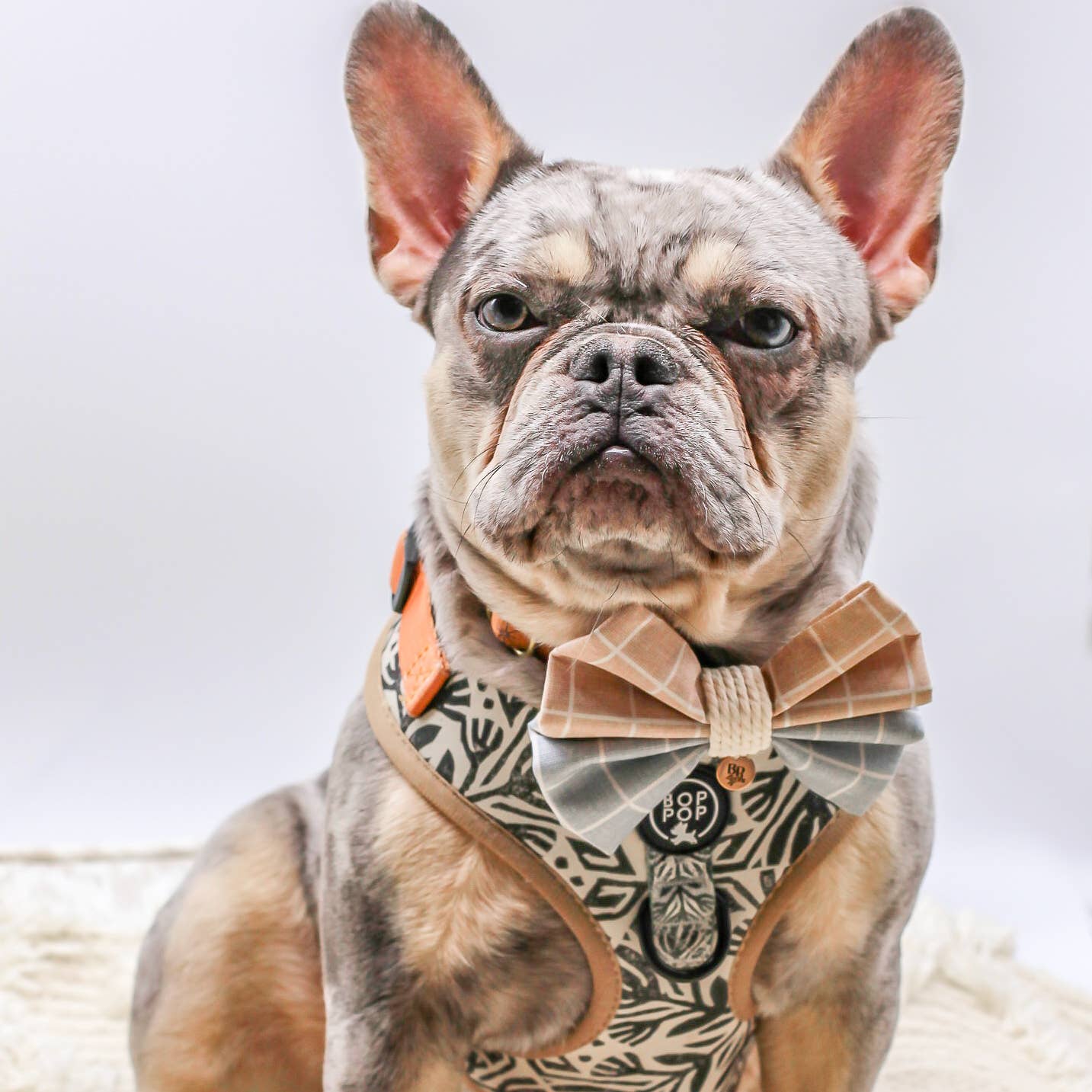 Bop Pop Pets - Wholesale Pet Harness - Dog - TIERRA LUNA Dog Harness8