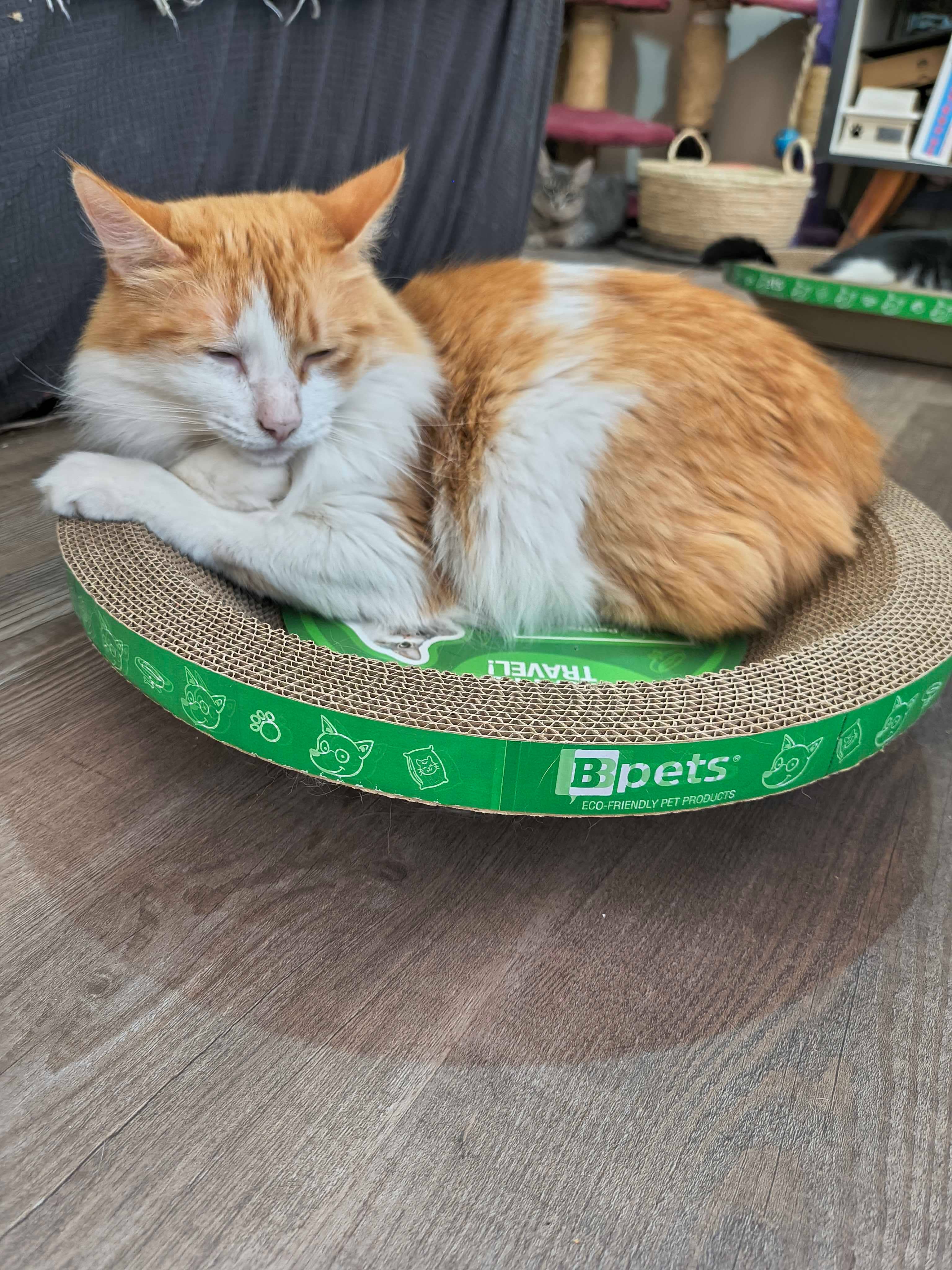 Designer Pet Products, LLC - Vendita all'ingrosso Tiragraffi - Gatti - Grazziapad per Gatti Rotondo – Confezione da 30 Pezzi Resistente8