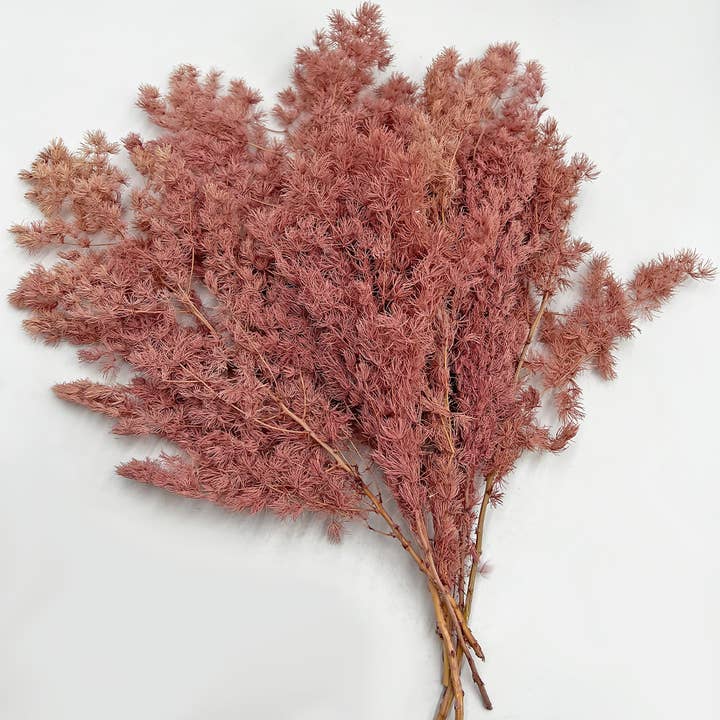 2626 Designs - Wholesale Dried/Pressed Flowers - Preserved Asparagus Fern,12-20" long11