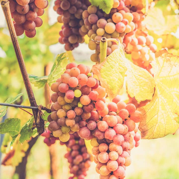 Crimson Vines Incense Sticks for wholesale by Beaches of Tunisia, LLC