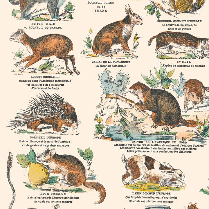 Aster Edition - Venta al por mayor Pósteres - Póster: Mamíferos, marsupiales y roedores - Junta educativa