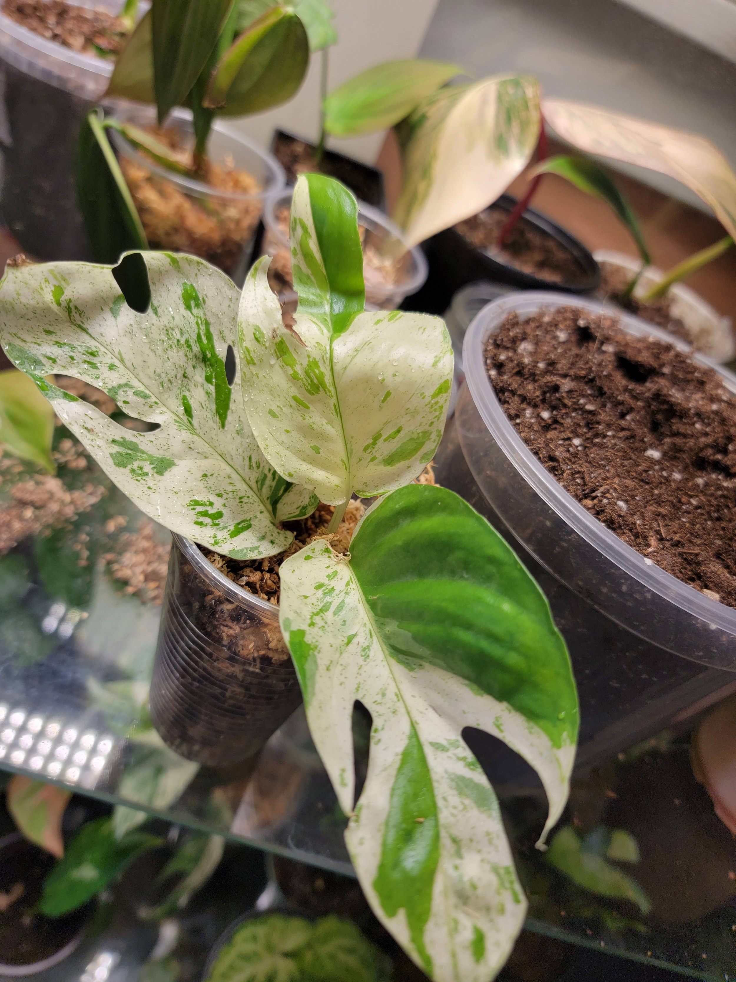 Mosley's Tropical Plants - Vendita all'ingrosso Piante vive - Epipremnum Marble, pianta variegata con radici a 4-5 foglie4