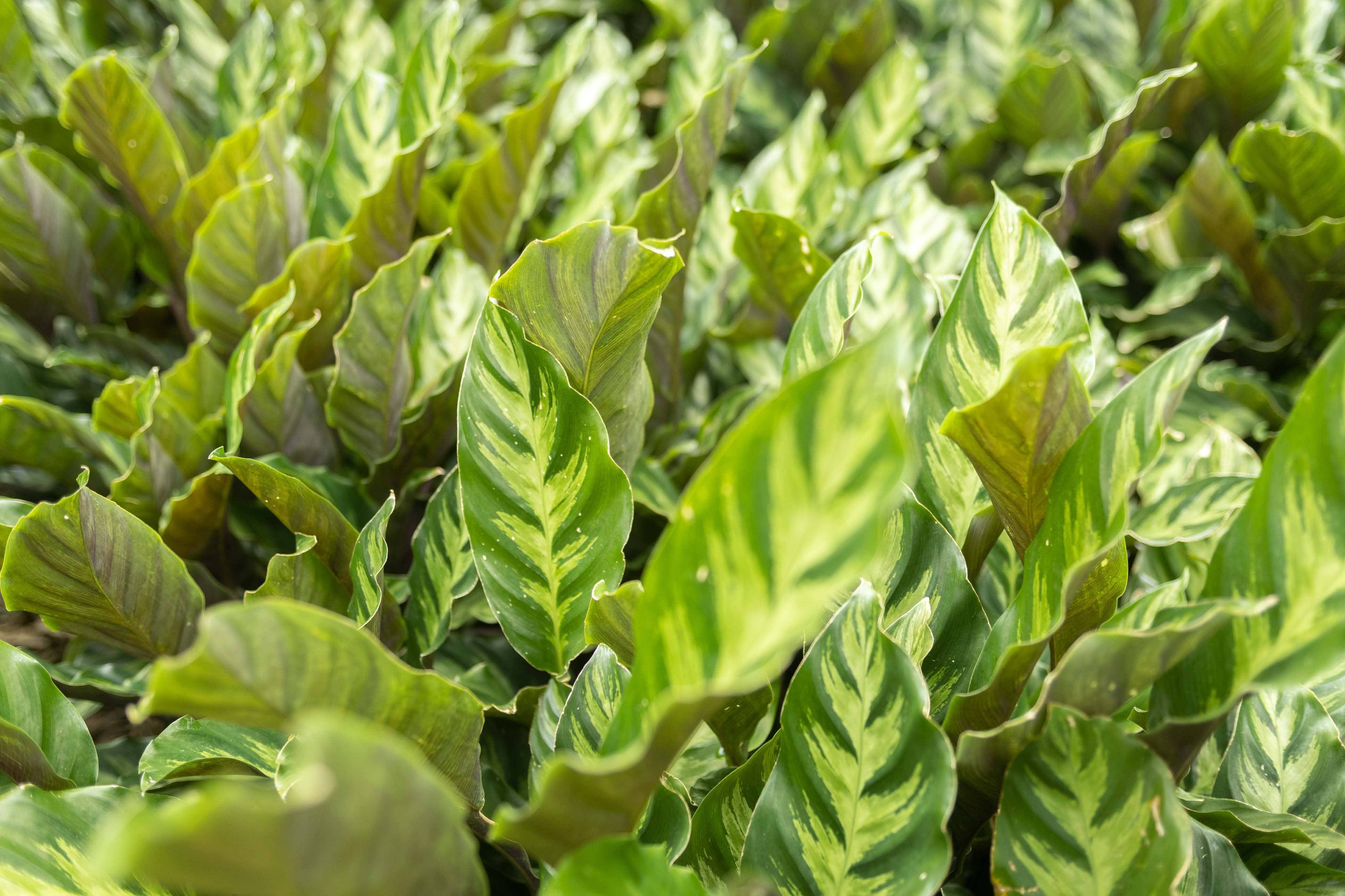 Air Plant Shop - Wholesale Live Plant - Calathea 'Prayer Plants' Rufibarba Fresh Rooted Cuttings8