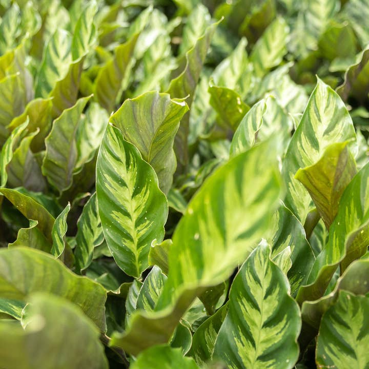 Air Plant Shop - Wholesale Live Plant - Calathea 'Prayer Plants' Rufibarba Fresh Rooted Cuttings8