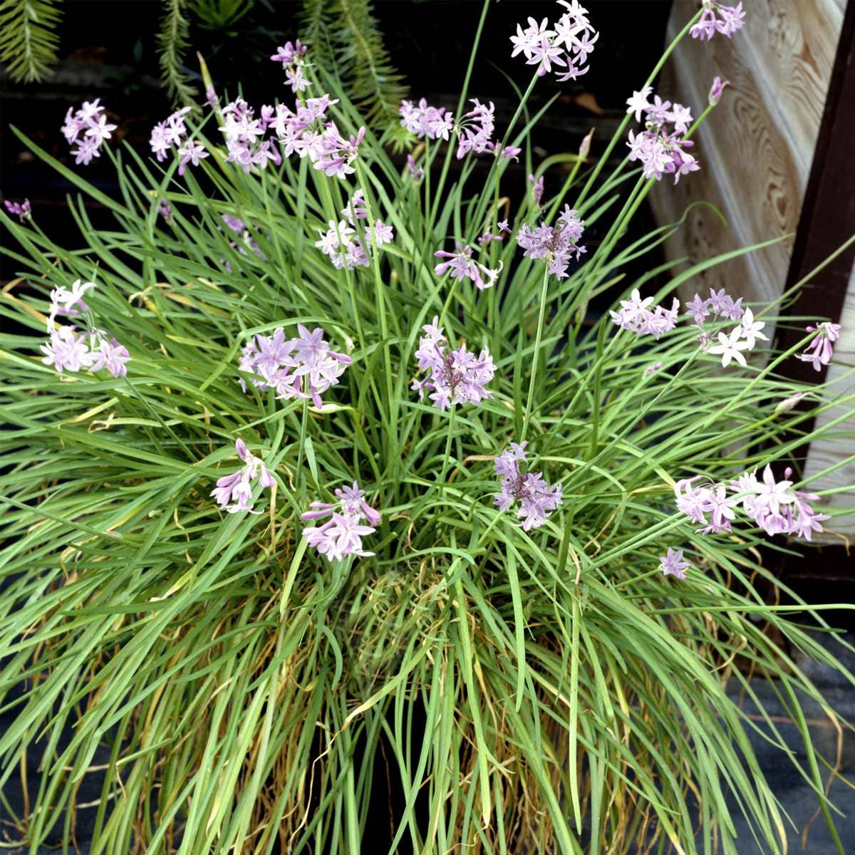 Oasis of Life – Engroshandel Ægte plante – Værelsehvidløg Tulbaghia violacea – 3 planter – Højde 15–25 cm – Ø9 cm – Spiselig plante med violette blomster & hvidløgsduft – Krydderurt & prydplante til have, altan & køkken1