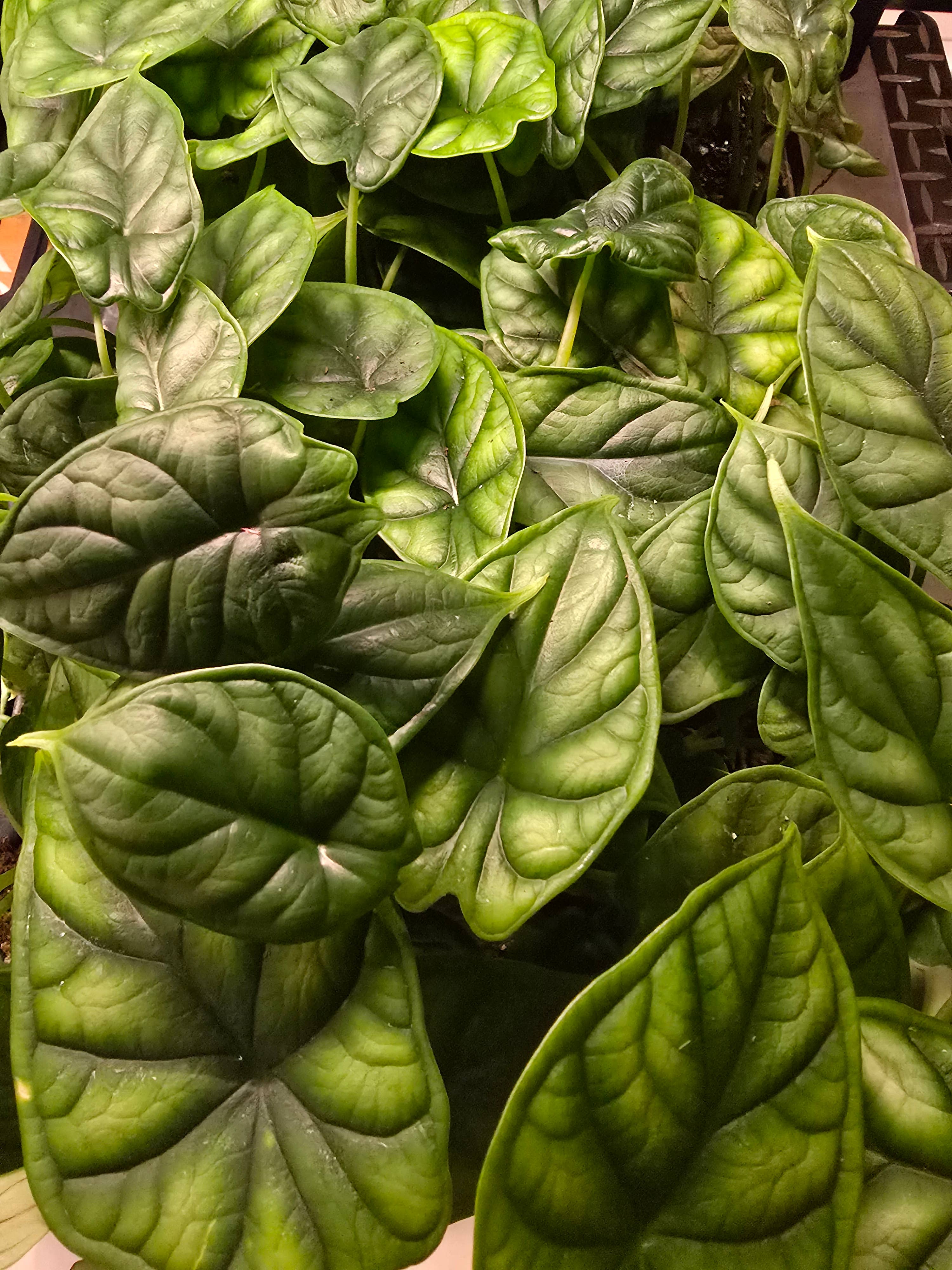 Dick's Sticks and Exotics - Wholesale Live Plant - Growers Choice Mega Mix. Unpotted. 19