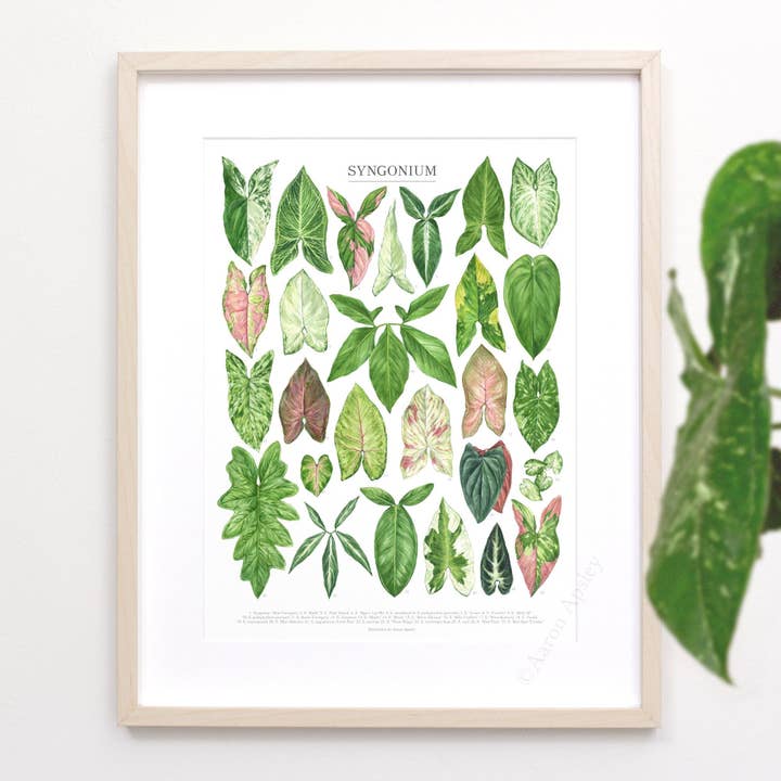 Syngonium Species Print for wholesale by Aaron Apsley Artwork