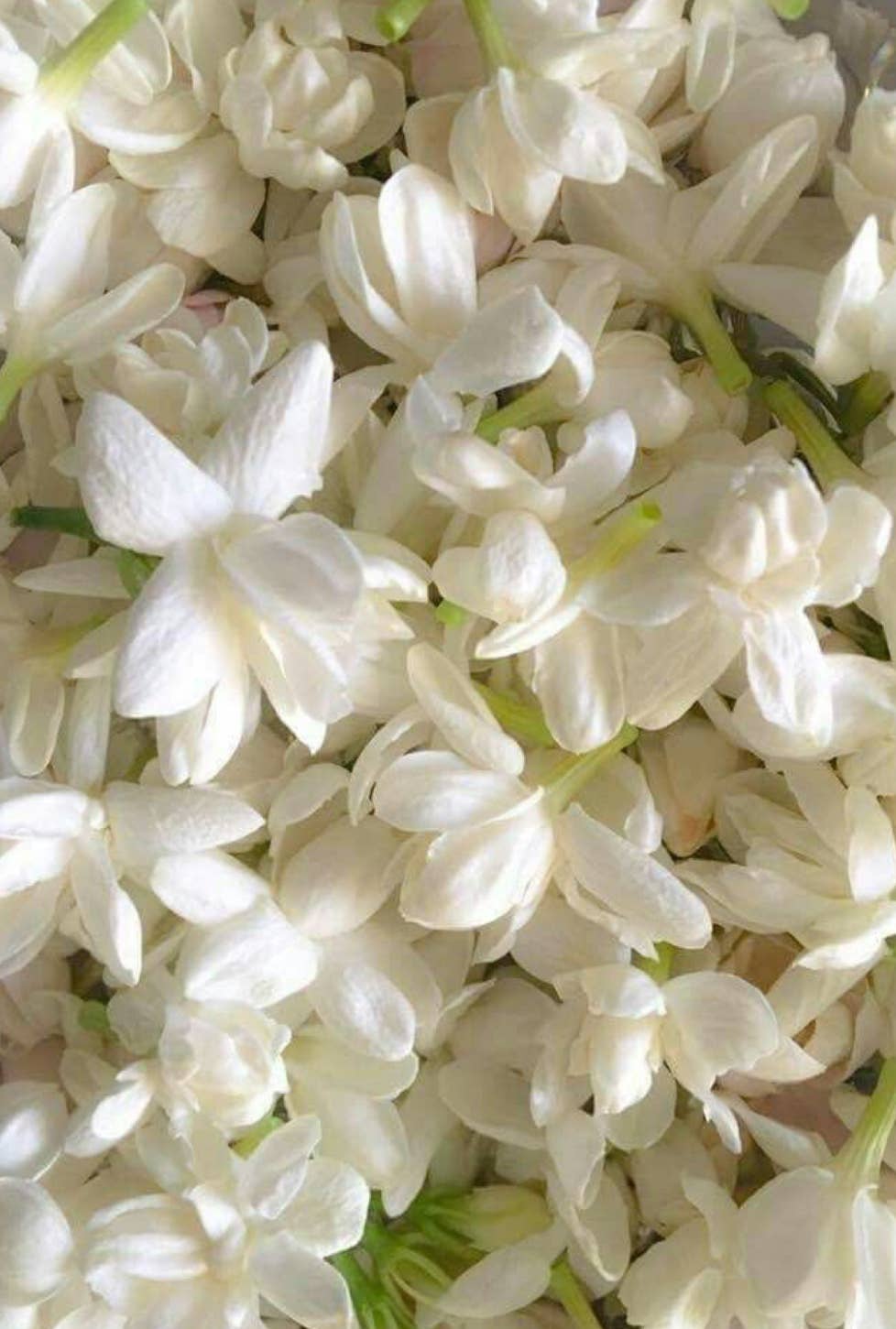 Village Apothecary Candle Co. - Wholesale Jar/Filled Candle - Heirloom | SUMMER COLLECTION | Clean Coco-Soy Candle 9 oz. 1