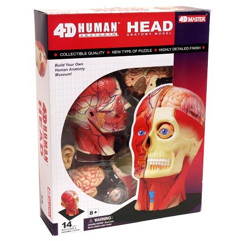 Human Head Anatomy 4D for wholesale by Hansen Game Gift & Toy Company
