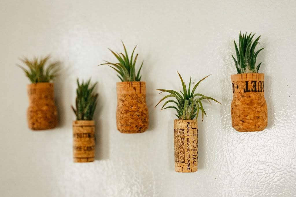 The Simply Crafty Shop - Wholesale Magnet - Magnetic Wine/ Champagne Cork Air Plant Holder18